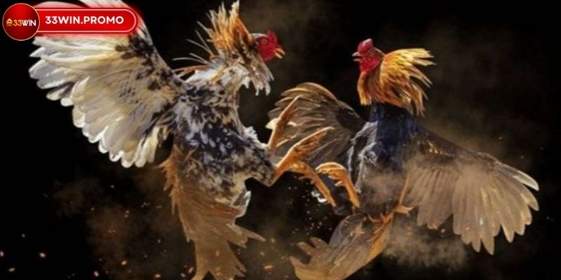 Cách Đá Gà Mạng Luôn Thắng – Mở Khóa Bí Quyết Hay Tại 33WIN 3 Cách đá gà mạng luôn thắng hiểu rõ quy tắc