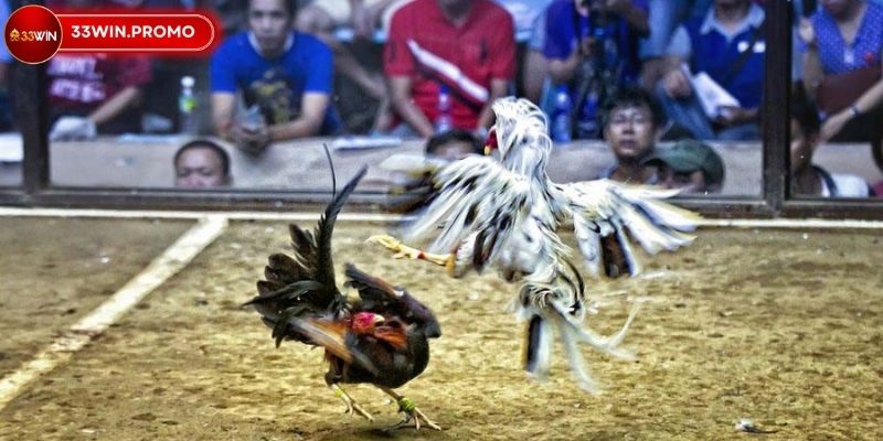Cách Đá Gà Mạng Luôn Thắng – Mở Khóa Bí Quyết Hay Tại 33WIN 2 Sơ lược về hình thức chọi gà trực tuyến