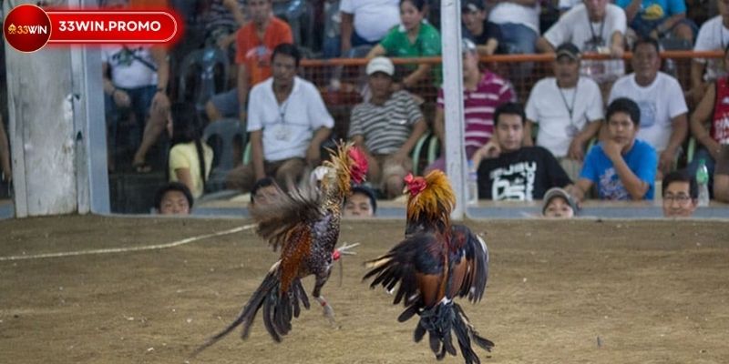 Đá gà trực tuyến cựa dao - Bí kíp cá cược đỉnh cao 3 Bỏ túi ngay kinh nghiệm xương máu khi chơi đá gà trực tuyến