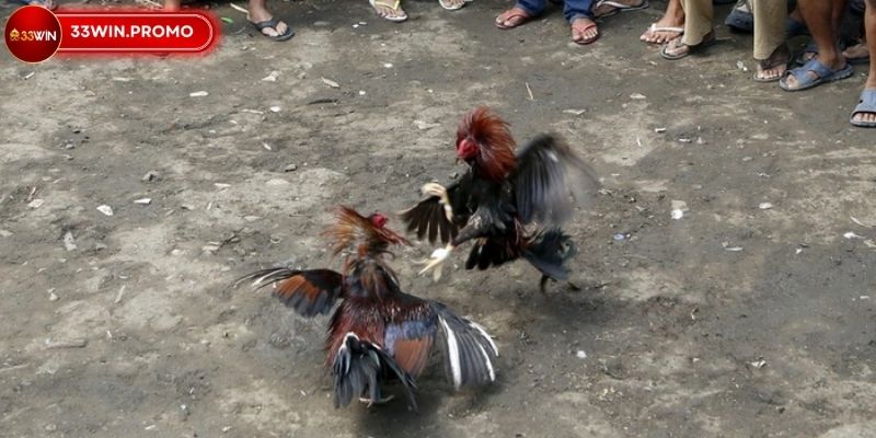 Trường đá gà ăn tiền - Thăng Hoa Cảm Xúc Cá Cược Đỉnh Cao 2 Điều gì tạo nên sức hút của trường đá gà ăn tiền tại 33WIN?