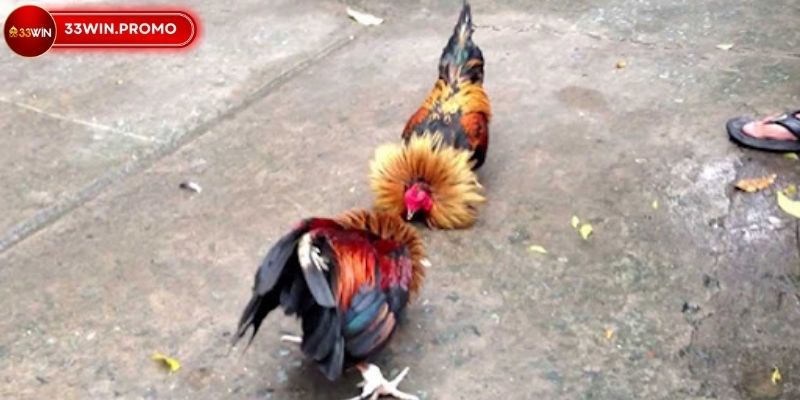 Trường đá gà ăn tiền - Thăng Hoa Cảm Xúc Cá Cược Đỉnh Cao 3 Trường đá gà ăn tiền uy tín hàng đầu thị trường